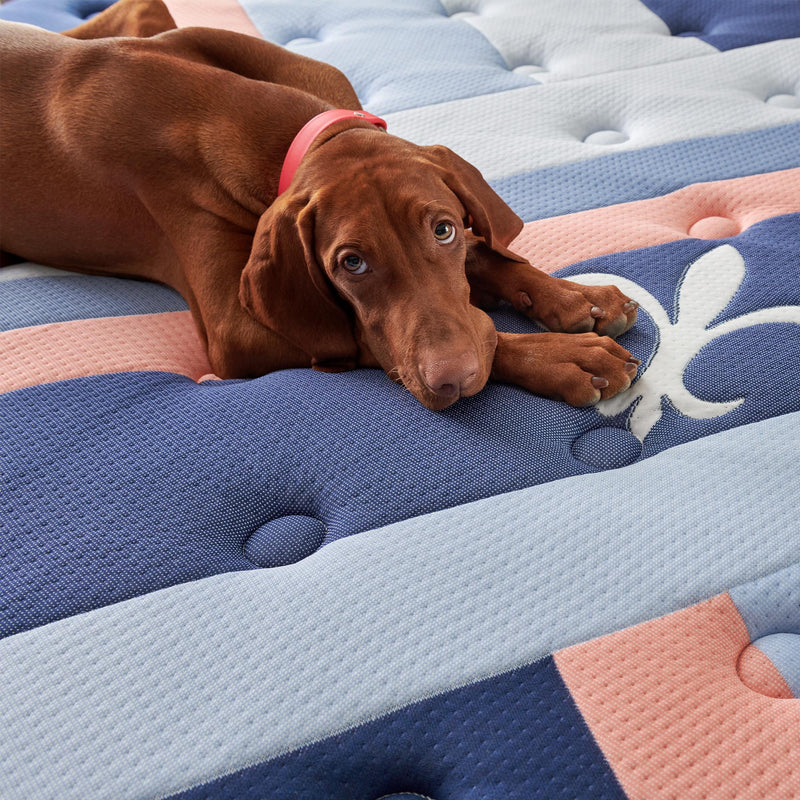  Stearns & Foster Duet Firm Tight Top Mattress (Queen) IMAGE 2